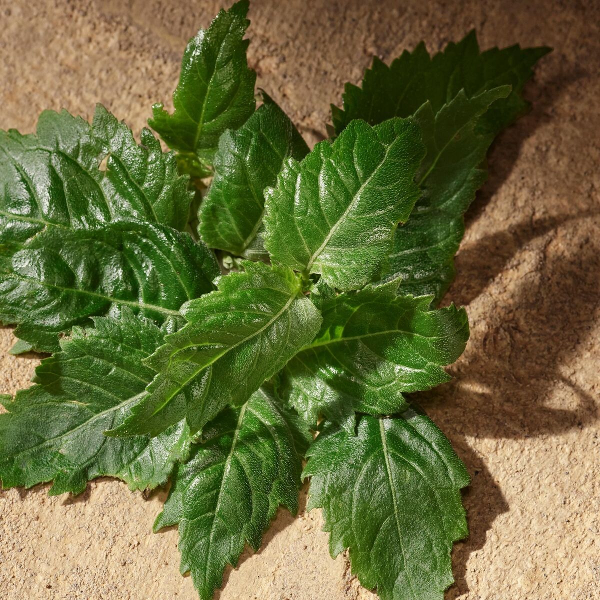 V2H17189EE68E0E92816F8B00F4A5E31F90R7744949P7